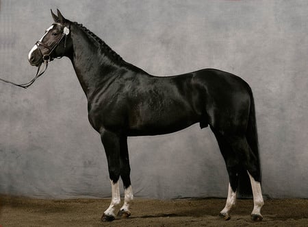 Trakehner - warmblood, german, horses, trakehner