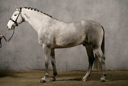 Anglo-Arab - horses, grey, crossbreed, arabian, english