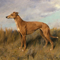 Grey Hound
