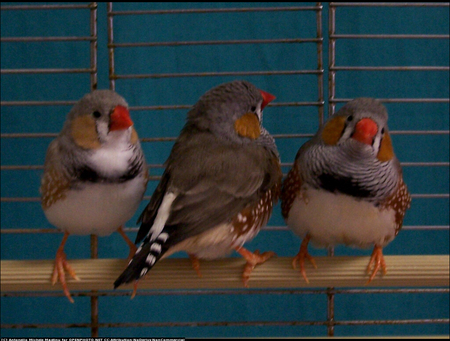 Three friends - red, cage, popular, animals, beauty, colours, birds