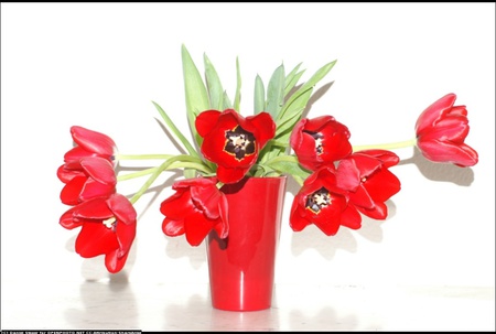 Tulips-for Jasenka - beauty, nature, popular, red, tulips, colors, flowers, still life