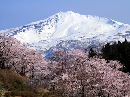 Cherry Blossoms at Mt Fuji - trees, mountain, native, blooms, japanese, japan, pink, snow, flowers