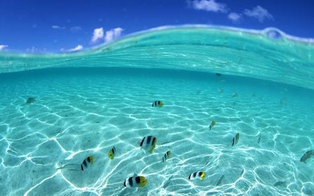 Living sushi - white, sky, cloud, fishes, blue, water, fish, blue sky