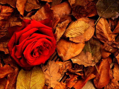 Rose in autumn - rose, nature, red, autumn