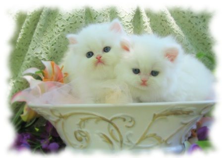 Teacup Doves - love, adorable, fluffy, eyes, kittens, teacup, white, blue, sweet, flowers, friends