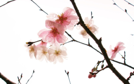 cherry blossoms - white, beauty, rain, cherry, cute, flower