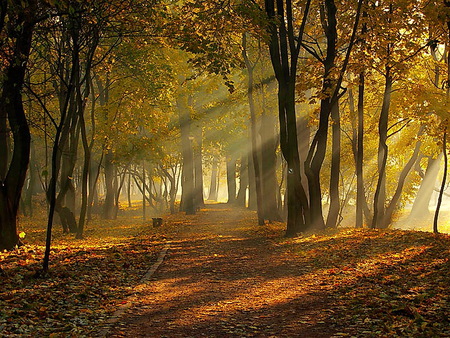 October eve - autumn, trees, forest, gold and orange leaves, rays of sun, path