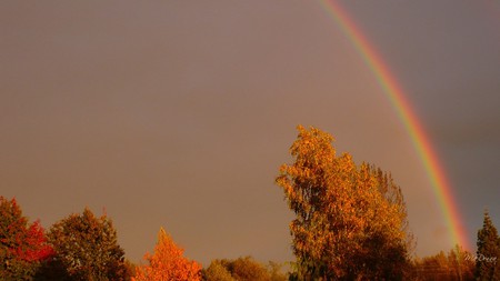 Rainbow Evening - fall, leaves, sky, dusk, rainbow, firefox persona, trees, color, autumn