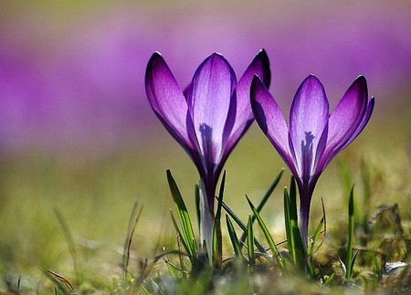 Purple Flowers - flowers, beautiful, purple, picture