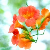 Orange Flowers