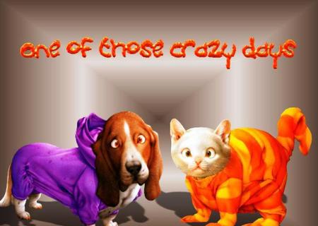 A Crazy Day - fun, humor, cat, dog