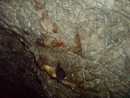 Bat(man xD) - nature, interesting, hungary, beautifull, cave, bat