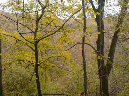 Autumn - nature, autumn, beautifull, forest, hungary, tree