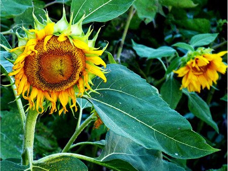 Sunflowers - sunflower, sunflowers, mississippi, petals, blooms, delta, flower