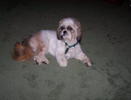 Shih Tuz Relaxing - dogs, shih tuz, domestic animals, dog