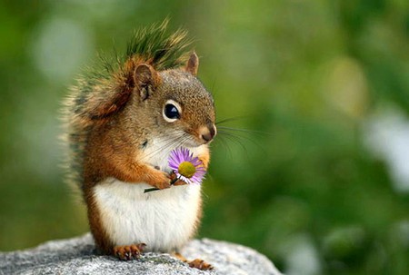 Squirrel w Flower