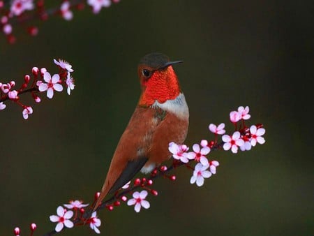 Humming Bird - bird, picture, beautiful, humming