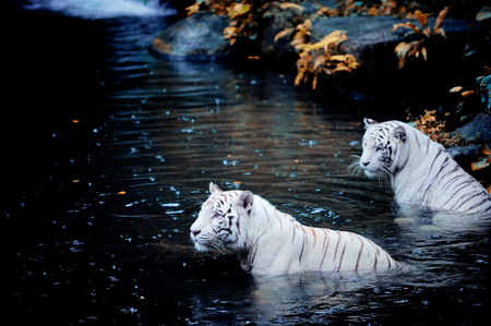 Asian Majesty - white, rare, beautiful, majestic, tiger