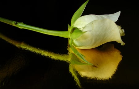 Mirrored Beauty - rose, white, reflection, mirror