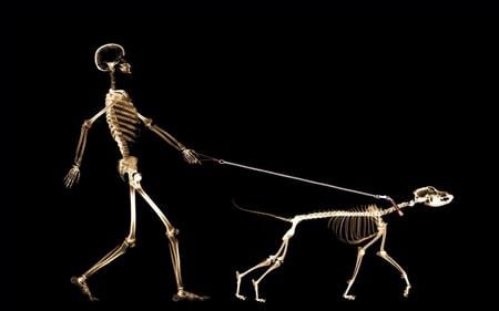 Skeleton With Dog - lol, walk, dog, funny, photo, skeleton