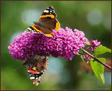 butterfly flower - nice, butterfly, two, art photo, colours, pink, flower