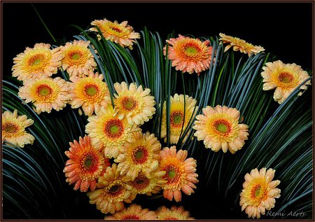 beautiful flowers - art photo, gerbera, yellow, pink, beautiful, bouquette, flowers