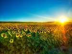 Sunflower field sunrise