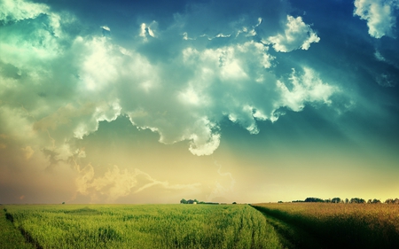 Corn field - nature, cloud, corn, field, sky