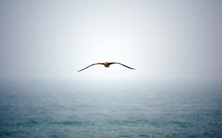 Flying bird - sky, water, animal, bird, fly