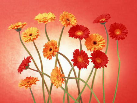 flowers - red, great, orange flower, cg, colourfull