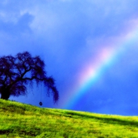 Rainbow field tree