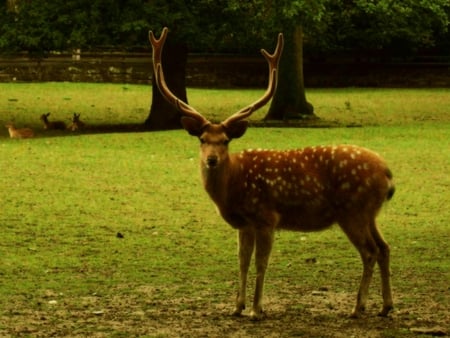 Deer - animal, nature, deer, grass