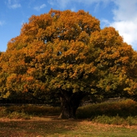 Oak tree autumn