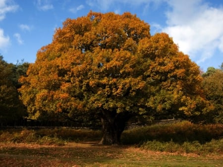 Oak tree autumn - nature, season, autumn, tree, oak