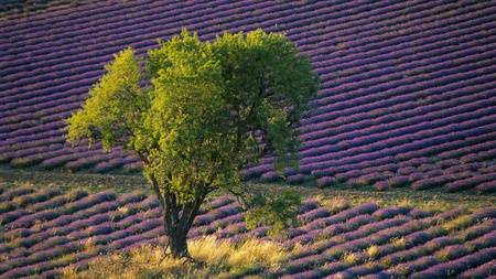 Lavander field (France) - field, france, nature, lavander