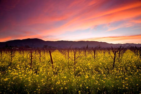 sunset and wild mustard napa valley vineyards california- - field, california, mustar, sunset