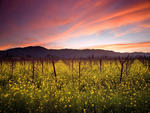 sunset and wild mustard napa valley vineyards california-