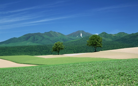 Hokkaido field - field, nature, mountain, grass