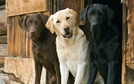 Three friends - animals, black, white, brown, labrador, dog, dogs, animal, friends