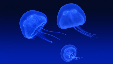 Floating jellyfish - fish, animal, jellyfish, blue