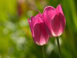 Pink tulips