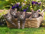 Sweet brothers in basket