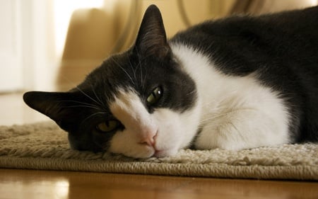 Sweet calico cat resting - calico, cat, rest, kitten