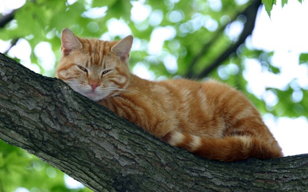 Cat on tree - cat, tree, forest, kitten