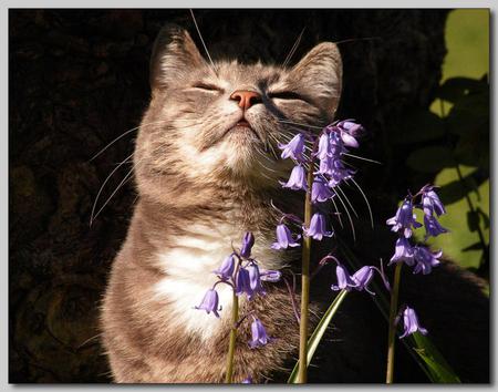 Smells Good - flowers, animal, cats, flower, cat