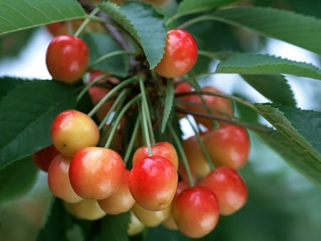 Cherries - cherries, nature, yellow, red, fruits, tree