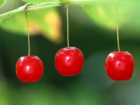 Cherries Hanging Down - cherries, tasty, nature, red