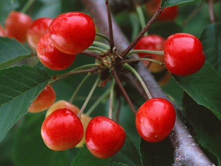 Cherries Group Together - fruits, cherries, nature, tasty