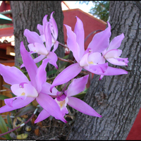 Purple Orchids