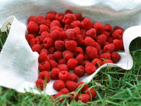 Raspberries - picnic, nature, red, raspberries